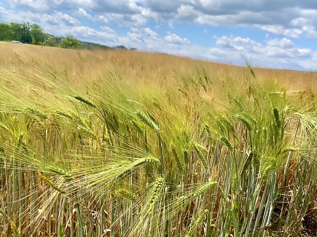 Bild: Sommergetreide