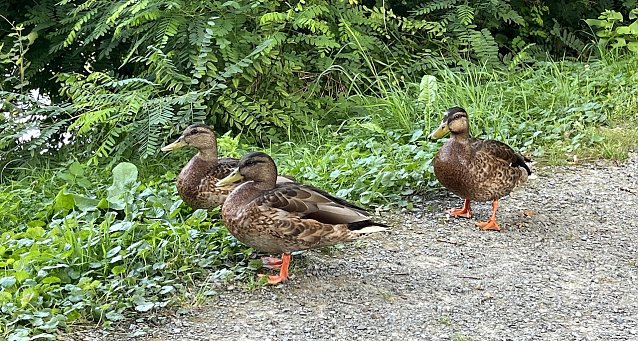 Bild: Vereinzelt sind nach wie vor Gewitter m&ouml;glich