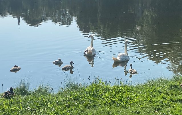 Bild: Auf dem Gro&szlig;en Parkteich im Sondersh&auml;user Schlosspark