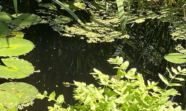 Bild: Der Hochsommer legt mal wieder eine Pause ein