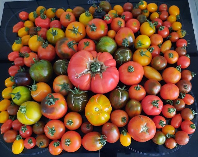 Bild: Schmackhafte, farbenfrohe Tomaten