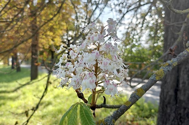 Bild: Kastanienbl&uuml;te im September 