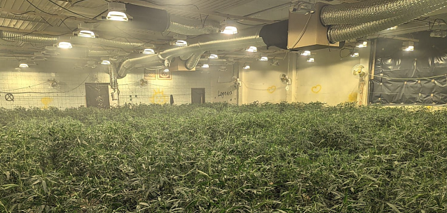 Bild: Cannabisplantage in Voigstedt