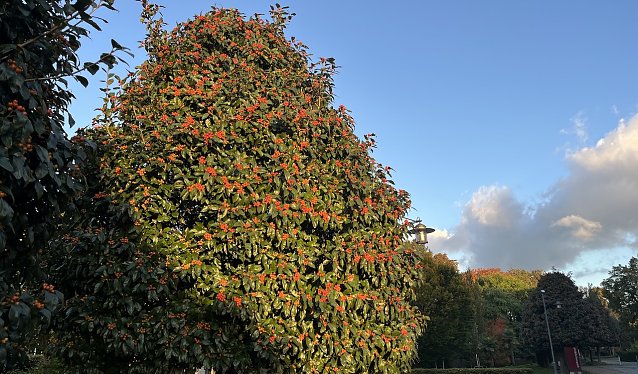 Bild: Herbstmorgen im Kurpark