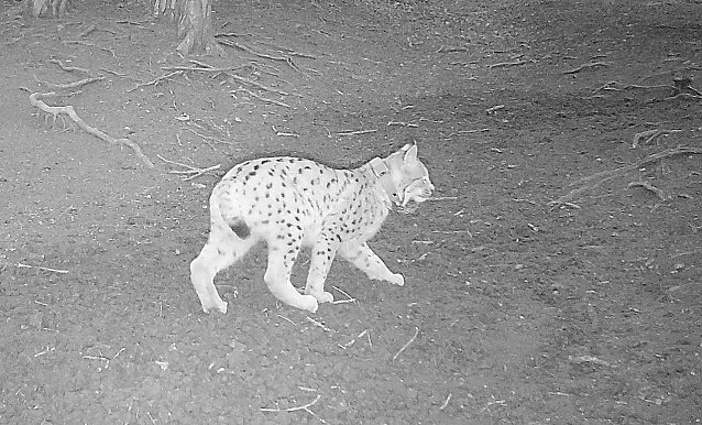 Bild: Luchs in der Foto-Falle im Saaletak