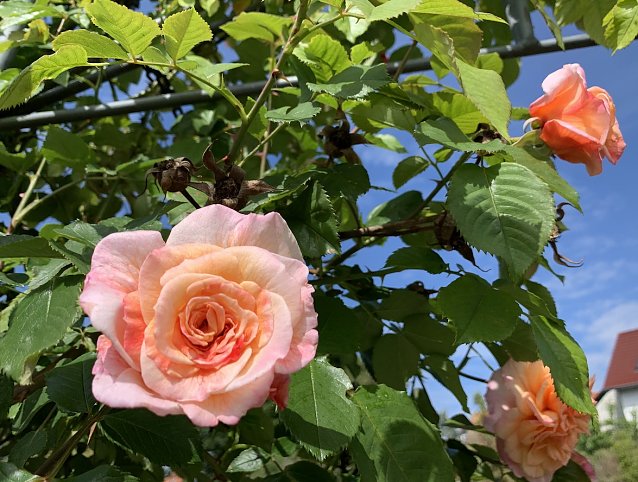 Bild: Faszinierende Rosenpracht im Rosengarten Bad Langensalza