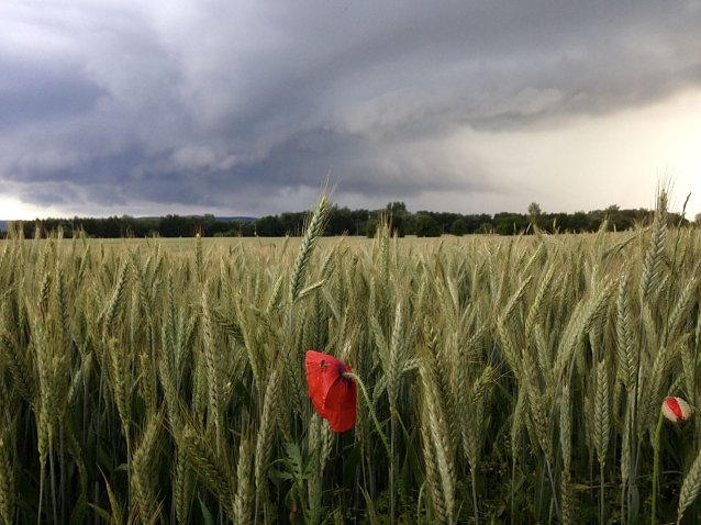 Bild: Wetterbild