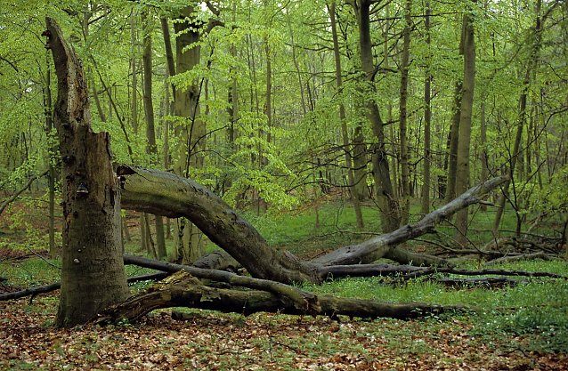 Bild: Eine gefallene Rotbuche