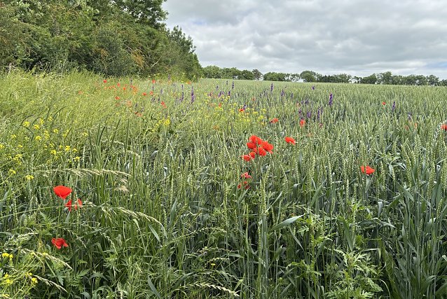 Sommerliche W&auml;rme bringt das Wochenende in Th&uuml;ringen Foto: oas