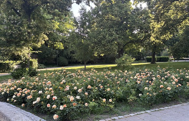 Bild: Rosenfeld im Kurpark Bad Langensalza