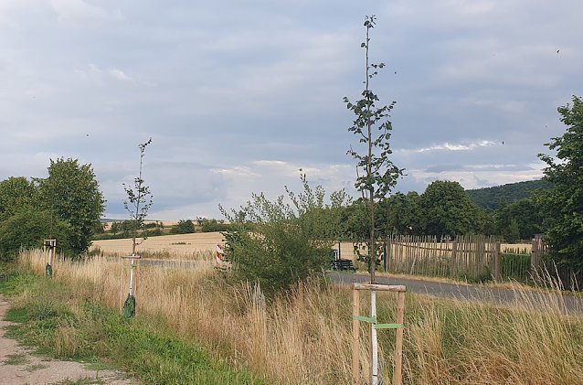 Bild: Leere Wassers&auml;cke an jungen B&auml;umen
