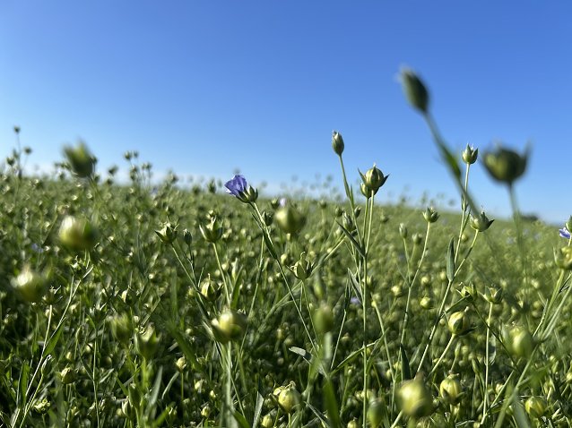 Bild: Flachsbl&uuml;te bei Leimbach