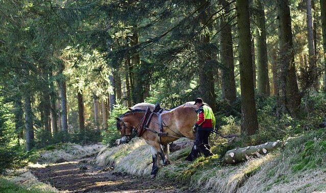Bild: Das R&uuml;cken von Holz mit Pferden entspricht bei vielen Waldbesuchenden den Vorstellungen einer naturvertr&auml;glichen Waldbewirtschaftung