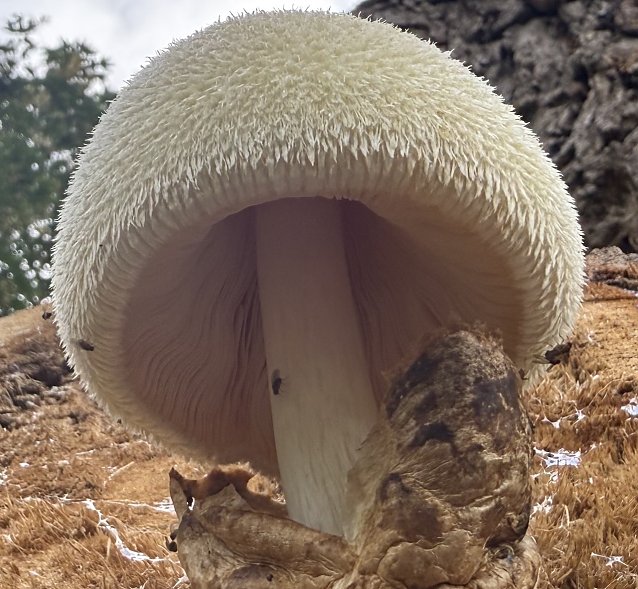 Bild: Pilz wurde an der Zorge fotografiert