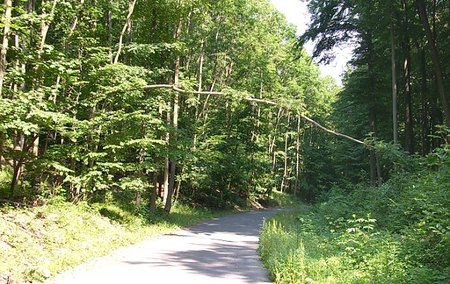 Bild: Baum 