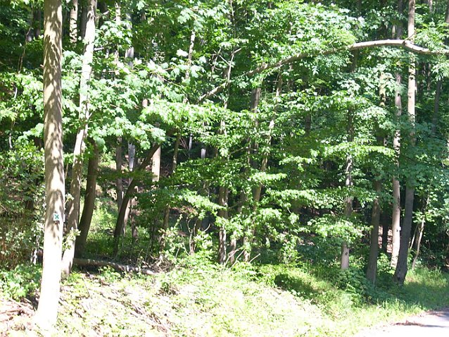 Bild: Baum 
