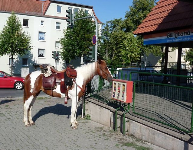 Bild: Pferd in der Stadt