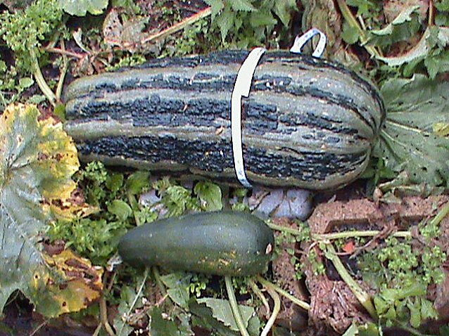 Bild: Riesen Zucchini