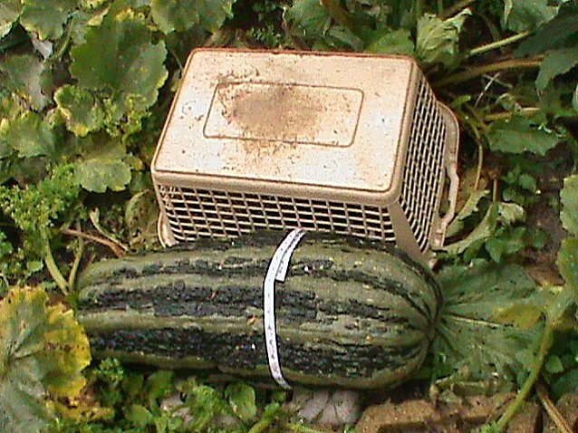Bild: Riesen Zucchini
