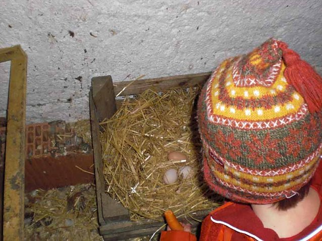 Bild: Auf dem Bauernhof