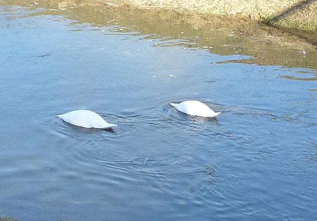 Bild: Kopflos in der Wipper