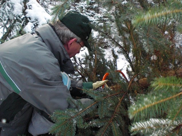 Bild: Tannenbaum im Winterwald