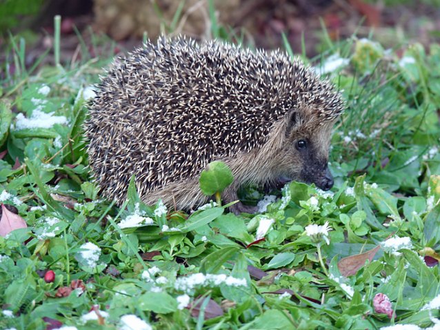 Bild: Igel im Schnee