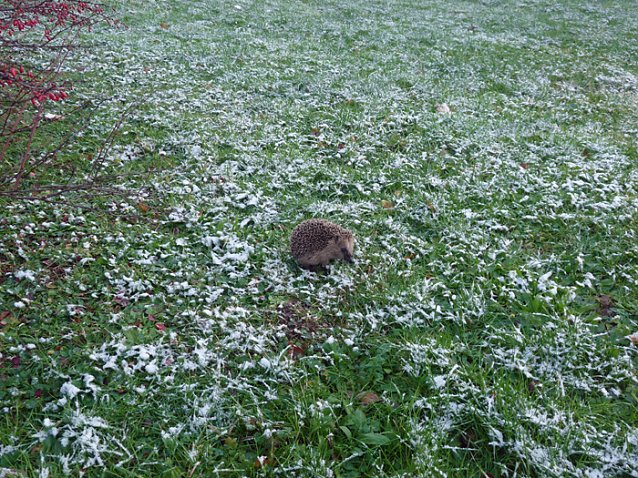 Bild: Igel im Schnee