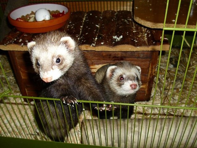 Bild: Bonny und Clyde