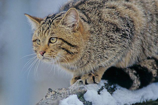 Bild: Wildkatze im Schnee