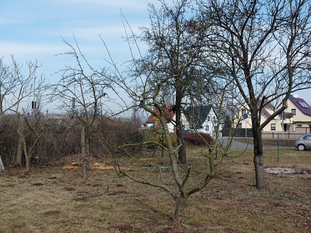 Bild: Baumschnittseminar