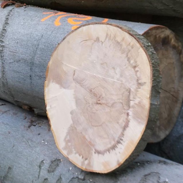 Bild: Wenn der Holzpilz zum Pinsel wird