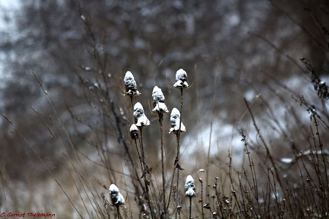 Bild: Wetter-Bild