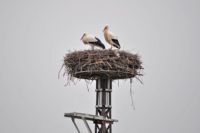 Bild: Wei&szlig;storchenpaar in Merkers