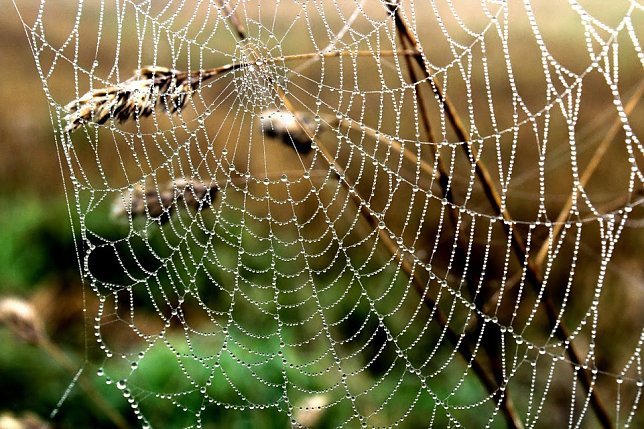 Bild: Spinnennetz