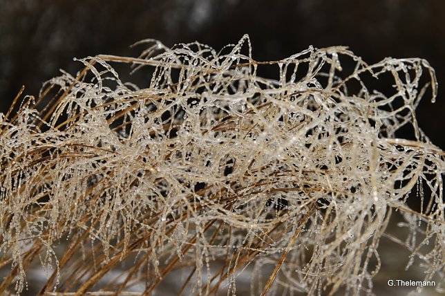 Bild: Wieder Nachtfrost