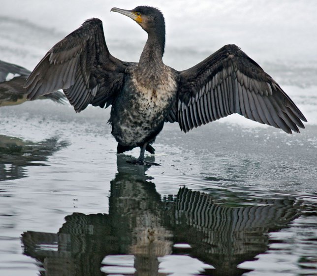 Bild: Kormoran im Winter
