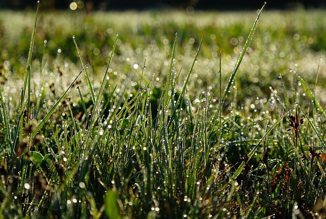 Bild: Wetter-Bild