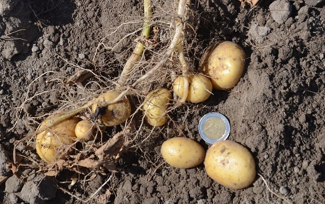 Bild: anganhaltende Hitzewelle: Landwirte erwarten kleinere Knollen bei der kommenden Kartoffelernte.