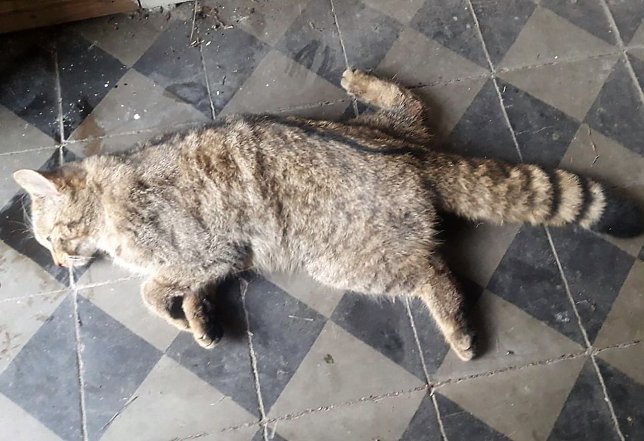 Bild: Tote Wildkatze