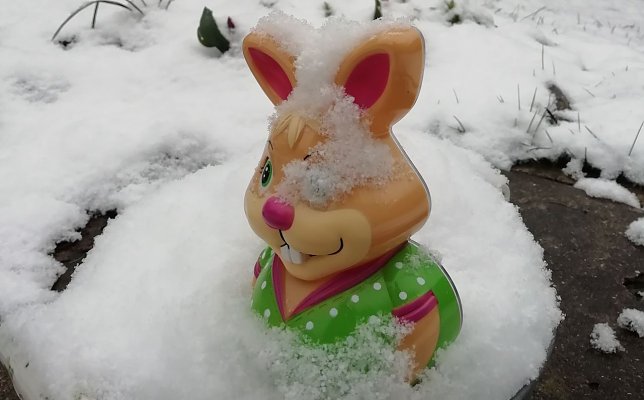 Bild: Osterhase im Schnee in Sophienhof