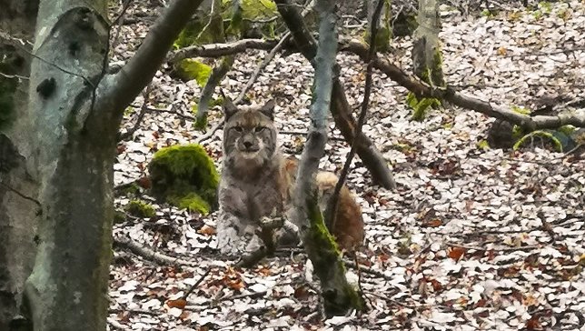 Bild: Luchs bei Ilmenau