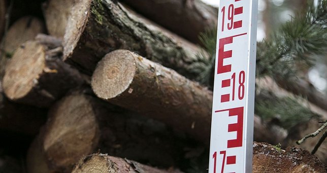 Bild: Baumst&auml;mme
