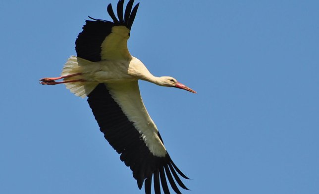 Bild: Wei&szlig;storch