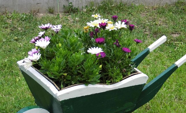 Bild: Gartenpracht