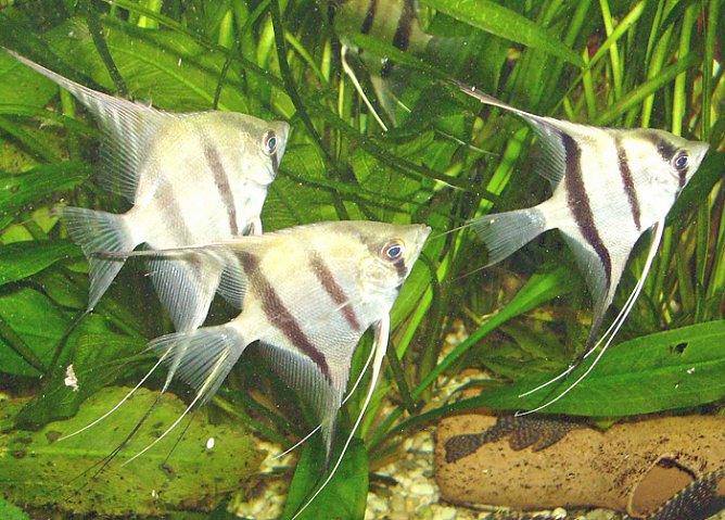 Zierfischb&ouml;rse (Foto: Jens Steiner)