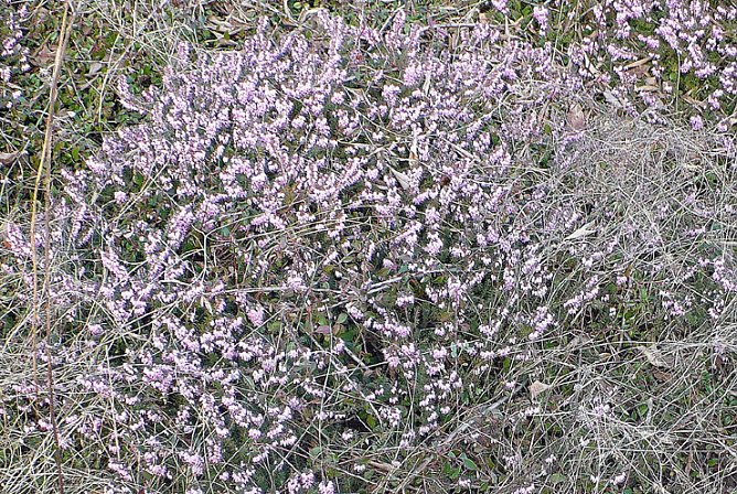 Schneeheide (Foto: Hans-J&uuml;rgen Schmidt)