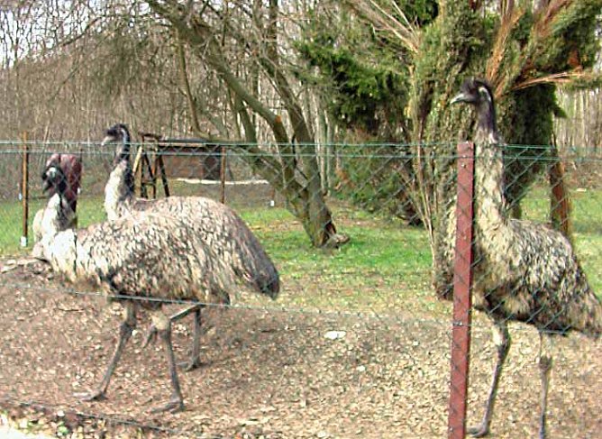 Emu (Foto: Karl-Heinz Herrmann) Emu (Foto: Karl-Heinz Herrmann)