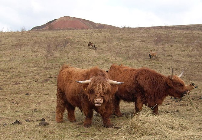 Schottisches Wildrind (Foto: Karl-Heinz Herrmann) Schottisches Wildrind (Foto: Karl-Heinz Herrmann)