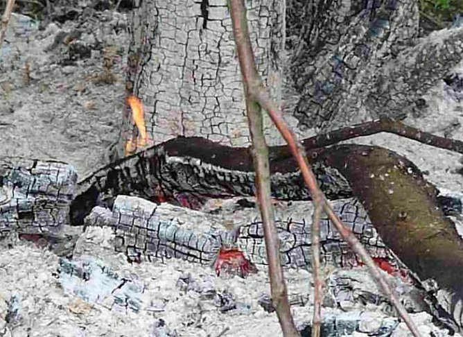 Baumpflege mit Feuer? (Foto: Karl-Heinz Herrmann) Baumpflege mit Feuer? (Foto: Karl-Heinz Herrmann)